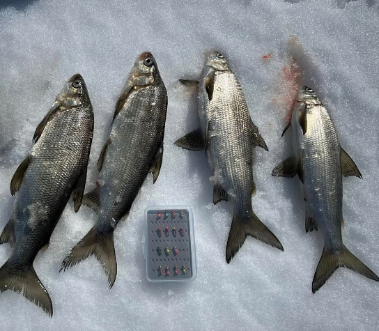 Whitefish Whole - Image 3