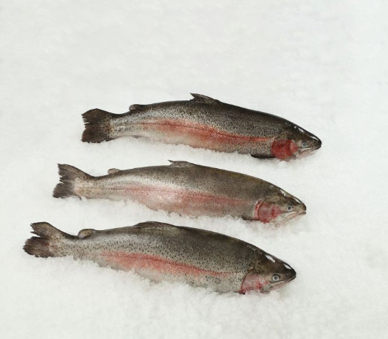 Tasmanian Trout Whole - Image 3