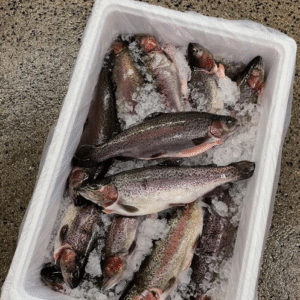 Tasmanian Trout Whole