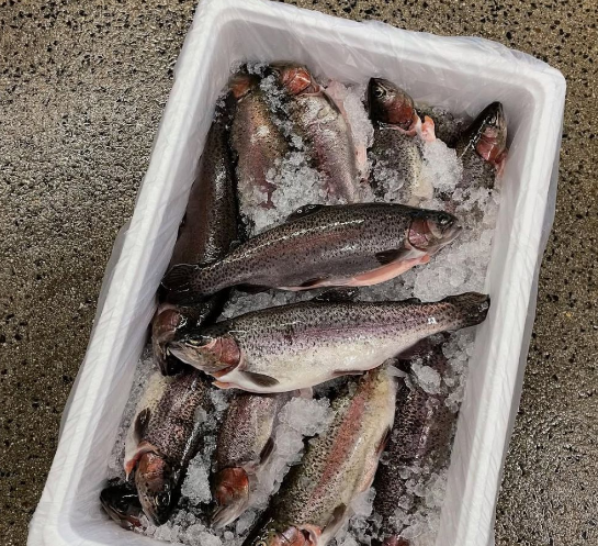 Tasmanian Trout Whole