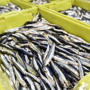 European Anchovies