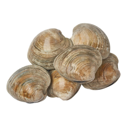 Cherrystone Clams