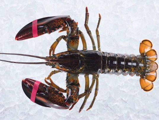 Large Live Maine Lobsters