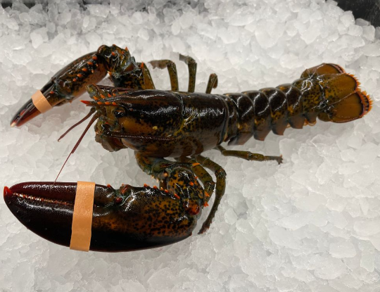 Small Live Maine Lobsters