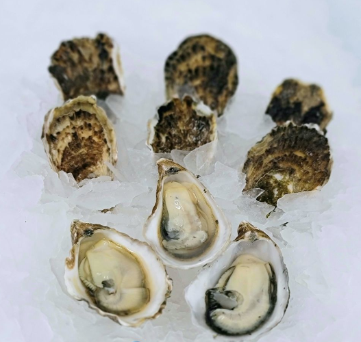 Kumamoto Oysters - Image 2