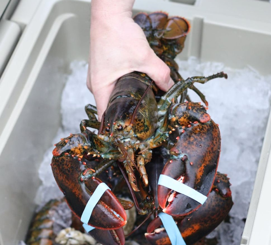Large Live Maine Lobsters - Image 2