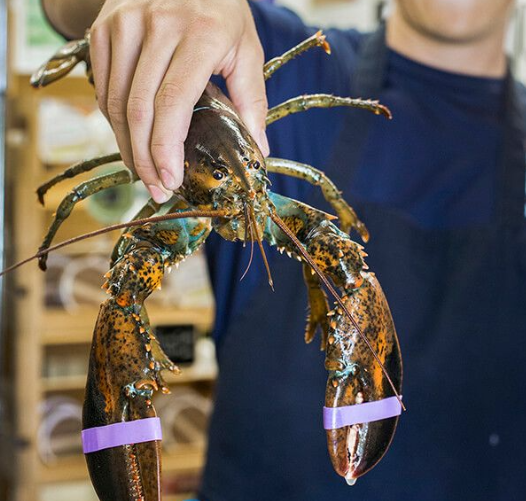 Small Live Maine Lobsters - Image 2