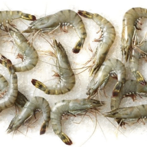 Madagascar Tiger shrimp