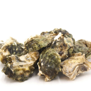 Kumamoto Oysters