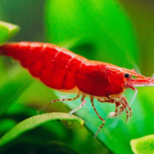 Red Cherry Shirmp for sale