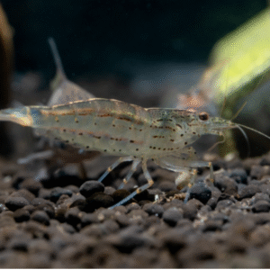 Amano Shrimp