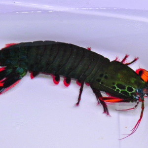 Mantis Shrimp For Sale